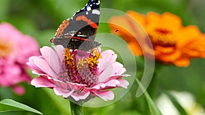 Vanessa atalanta butterfly - Red Admiral on pink zinnia flower in the garden