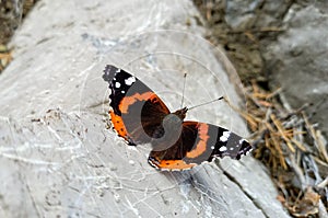 Vanessa Atalanta or Red Admiral