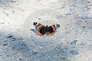 Vanessa atalanta, the red admiral butterfly