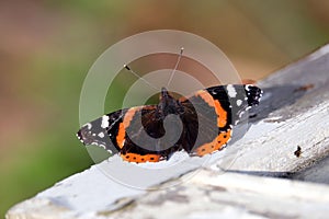 Vanessa atalanta. Red Admiral Butterfly is sitting on the white painted board  and have sun bath in bright sunny summer day closeu