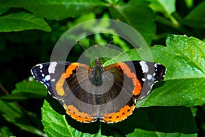 Vanessa atalanta, the red admiral or previously, the red admirable, is a well-characterized, medium sized butterfly with black