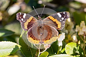 A Vanessa atalanta, the red admiral or, previously, the red admirable. A well-characterized, medium-sized butterfly with black
