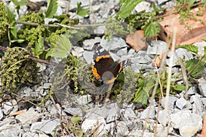 Vanessa atalanta - red admiral, red admirable butterfly