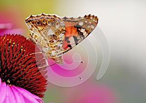 Vanessa cardui