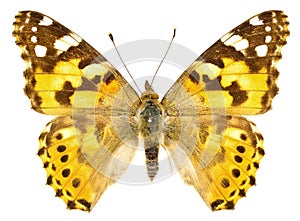 Vanessa cardui photo