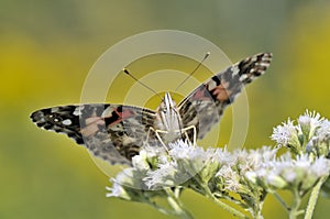 Vanessa cardui