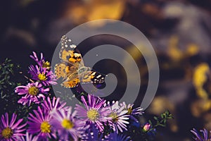 Vanessa cardui on aster flowers. Butterfly Vanessa cardui macro photo
