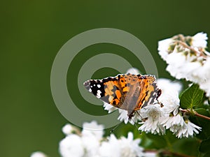 Vanessa Cardui butterfly