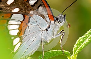 Vanessa cardui butterfly close up look on a leaf. Macro photo.