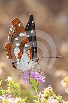 Vanessa cardui butterfly drinking and eating from a flower.
