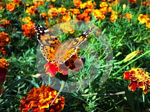 Vanessa cardui butterfly on flower tagete photo