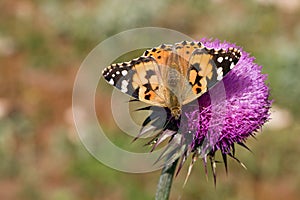 Vanessa cardui