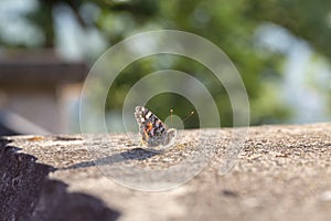 Vanessa cardui lepidoptera Nymphalidae on low wall at sunset