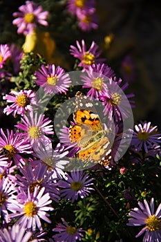 Vanessa cardui macro photo. Butterfly on autumn flowers