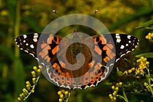 Vanessa cardui, Painted lady butterfly
