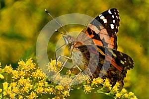 Vanessa cardui, Painted lady butterfly
