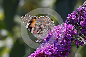 Vanessa cardui, Painted lady butterfly