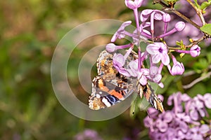 Vanessa cardui Painted lady butterfly close up macro shot on a purple plant drinking nectar.