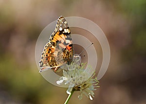 Vanessa cardui , Painted lady butterfly nectar on flower