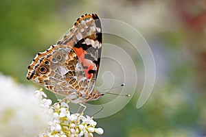 Vanessa cardui , the Painted lady butterfly nectar on flower , butterflies of Iran