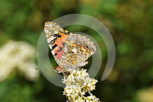 Vanessa cardui , the Painted lady butterfly nectar on flower , butterflies of Iran