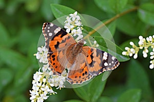 Vanessa cardui , the Painted lady butterfly suckling nectar on flower dorsal view , butterflies of Iran photo