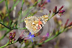 Vanessa cardui , the Painted lady butterfly nectar suckling on flower
