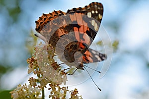 Vanessa cardui , the Painted lady butterfly nectar suckling on flower , butterflies of Iran
