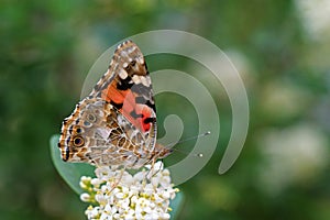 Vanessa cardui , the Painted lady butterfly nectar suckling on flower , butterflies of Iran