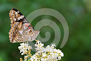 Vanessa cardui , the Painted lady butterfly nectar suckling on flower , butterflies of Iran