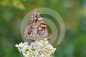 Vanessa cardui , the Painted lady butterfly nectar suckling on flower , butterflies of Iran photo