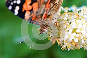 Vanessa cardui , the Painted lady butterfly portrait nectar suckling on flower , butterflies of Iran