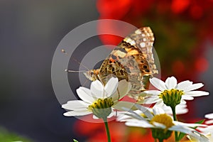 Vanessa cardui , the Painted lady butterfly portrait nectar suckling on flower , butterflies of Iran