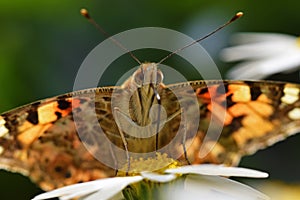 Vanessa cardui , the Painted lady butterfly portrait nectar suckling on flower , butterflies of Iran