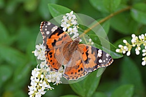 Vanessa cardui , the Painted lady butterfly suckling nectar on flower dorsal view , butterflies of Iran