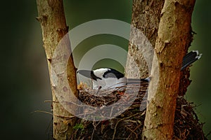 Vanga in the forest nest. Hook-billed vanga, Vanga curvirostris, bird family Vangidae. It is endemic to Madagascar. Bird in the