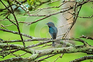 Vanikoro Broadbill Kadavu Fiji