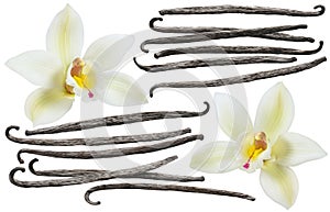 Vanilla bean element set isolated on white background