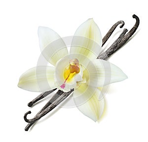 Vanilla bean flower diagonal isolated