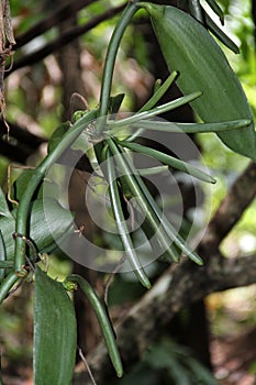 Vanilla bean on tree, Sri Lanka