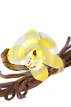 Vanilla beans pods sticks isolated on white