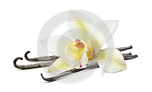 Vanilla beautiful flower stick isolated on white