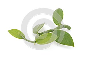 Vanilla branch green leaves isolated on white background with clipping path