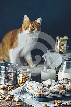Vanilla caramel muffins in paper cups and glass in bakeware of milk on  dark wooden background. Cute red white cat in the