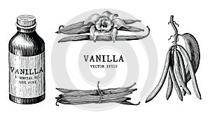 Vanilla collection hand draw vintage clip art isolated on white