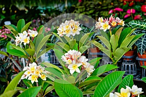 Vanilla creamy yellow flowers hybrid selection varieties of plumeria plants with variegated leaves of various colors