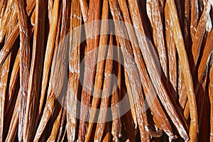 Vanilla dry fruit in the fermentation process for grading vanilla flavor at La Reunion island.