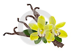 Vanilla dry stick bean isolated on white background with flower and green leaf. Aroma spice for food ingredient and package
