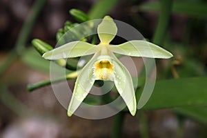 Vanilla flower photo