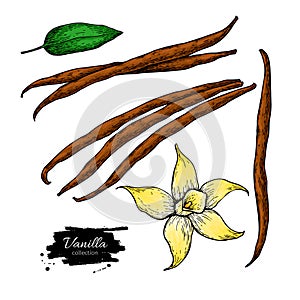 Vanilla flower and bean stick vector drawing set. Hand drawn sketch food illustration